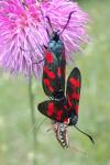 Zygaena filipendulae