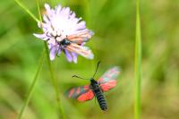 Zygaena filipendulae