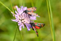 Zygaena filipendulae