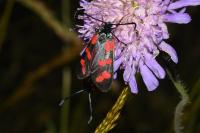 Zygaena filipendulae