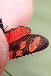 Zygaena transalpina