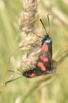 Zygaena filipendulae