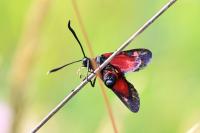 Zygaena ephialtes