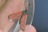 Zygaena loti