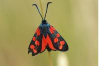 Zygaena transalpina