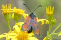 Zygaena loti