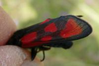 Zygaena loti