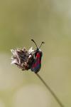 Zygaena sarpedon