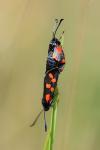 Zygaena transalpina