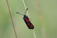 Zygaena loti