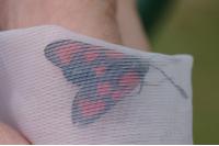 Zygaena loti