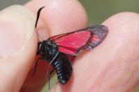 Zygaena filipendulae