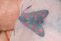 Zygaena filipendulae