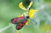 Zygaena transalpina