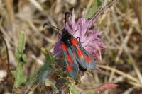 Zygaena sarpedon