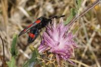 Zygaena sarpedon