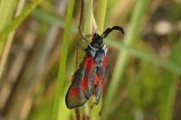 Zygaena sarpedon