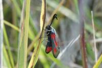 Zygaena sarpedon