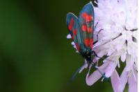 Zygaena transalpina