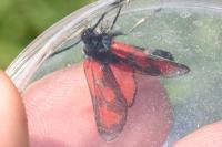 Zygaena loti