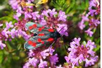 Zygaena filipendulae