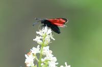 Zygaena transalpina