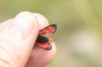 Zygaena filipendulae