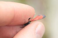 Zygaena filipendulae