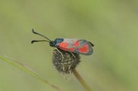 Zygaena loti