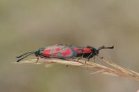 Zygaena loti
