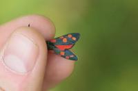 Zygaena transalpina