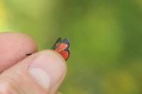 Zygaena transalpina