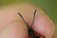 Zygaena transalpina