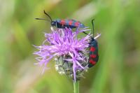 Zygaena transalpina