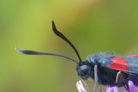 Zygaena transalpina