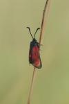 Zygaena loti