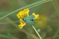 Adscita mannii