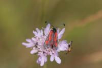 Zygaena sarpedon
