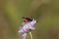Zygaena sarpedon