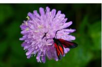 Zygaena osterodensis