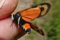 Zygaena fausta