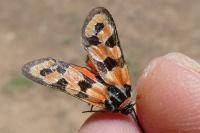 Zygaena fausta