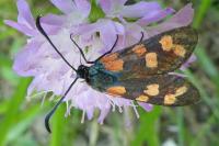 Zygaena transalpina