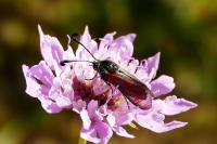 Zygaena sarpedon