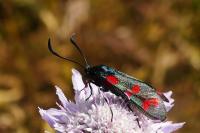 Zygaena filipendulae