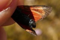 Zygaena transalpina hippocrepidis