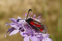 Zygaena sarpedon