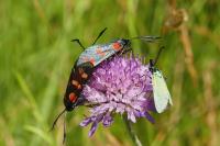 Zygaena filipendulae