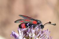 Zygaena sarpedon