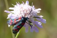 Zygaena filipendulae
